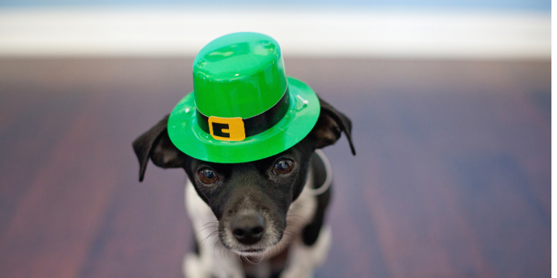 dog wearing st particks day hat