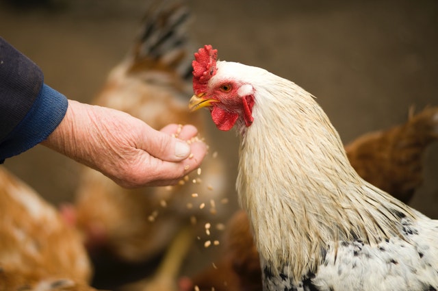 chicken eating grain