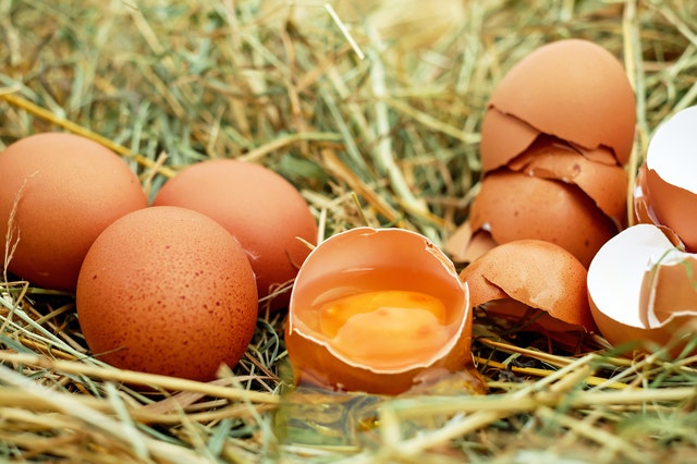 chicken eggs cracked open