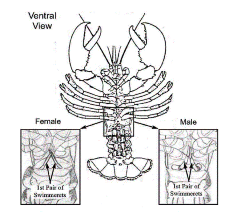 For The Love Of Lobster