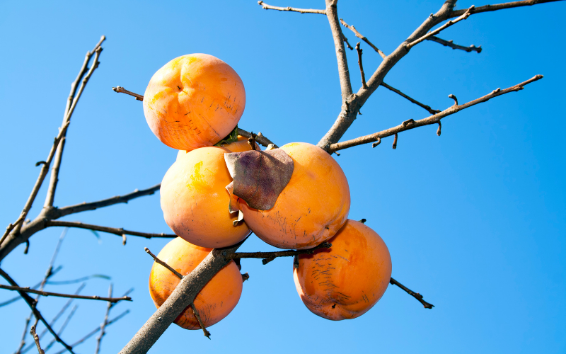 Persimmon Season: What Makes this Orange Fruit Special? - TokyoTreat Blog